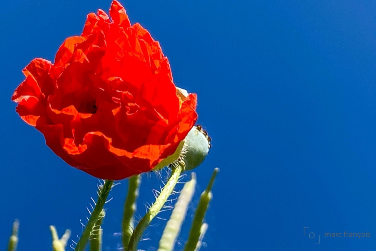 Coquelicot bleu